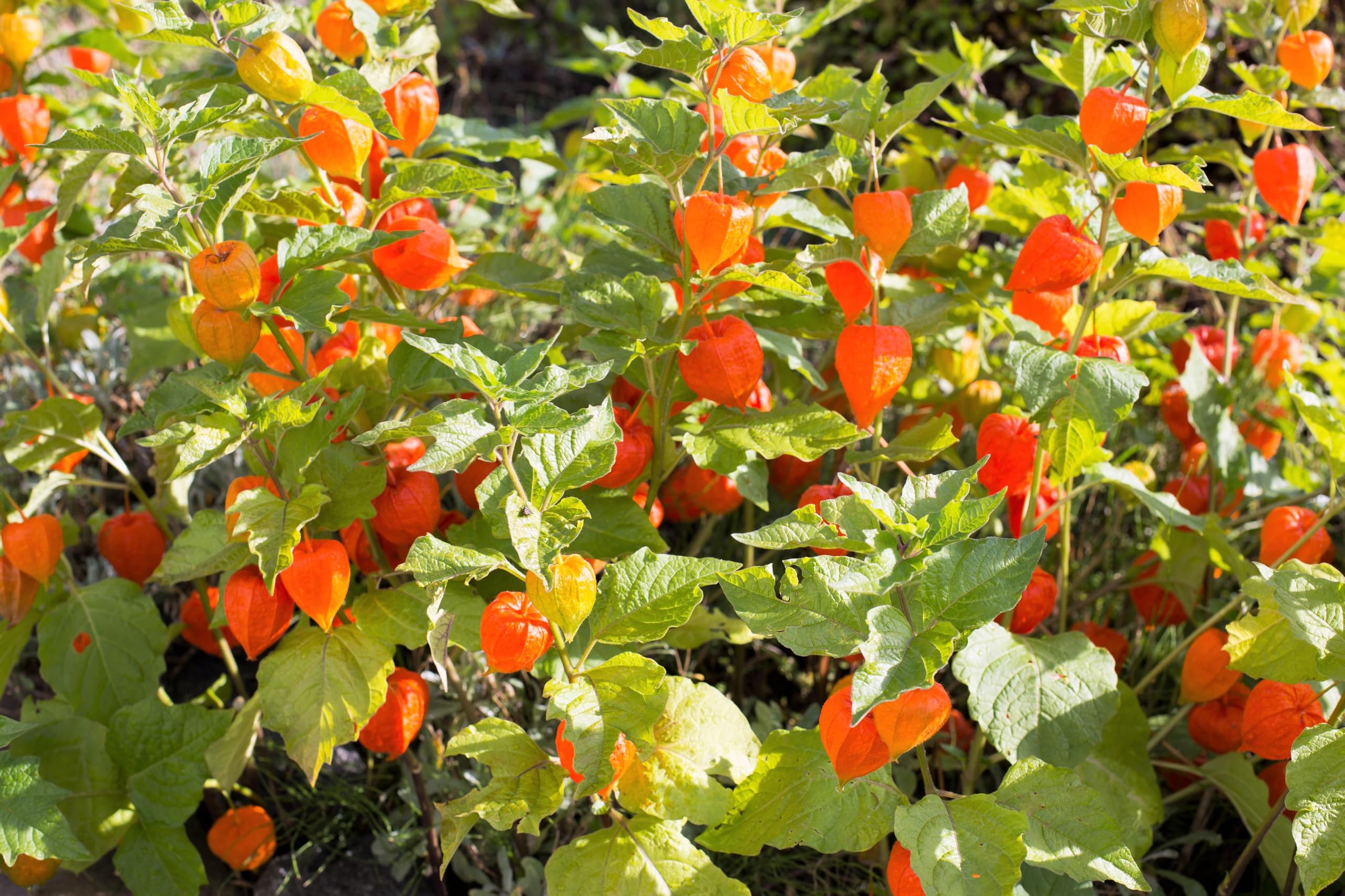 Amazon.com : 100 Chinese Lantern (Winter or Ground Cherry/Japanese